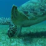 sea turtle scientific name2
