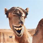 adaptation of camel2