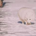 arctic fox information for kids1
