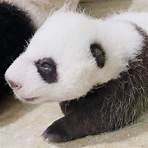 panda animal wikipedia español film en2