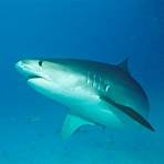 squali pericolosi per l'uomo3