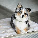 mini australian shepherd2