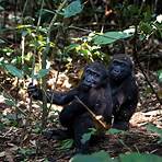 gorilla lebenserwartung5