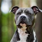 the best dog food for pitbulls4