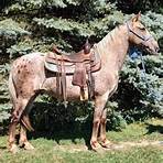 appaloosa horse for sale3