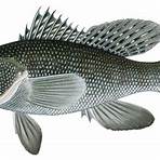 sea bass fish wikipedia2