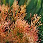 What is the etymology of Euphorbia?2