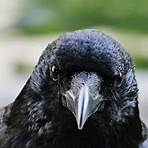 Raven Hawk1