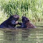What is the taxonomy of a beaver?3