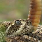 Snake wikipedia2