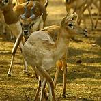 national zoological park delhi4