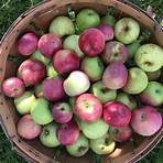 when is the best time to pick apples in columbus ohio for winter salad1