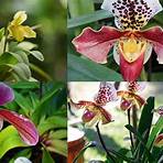 frauenschuh orchideen5