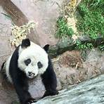 熊貓人 電視1
