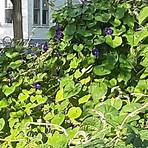 where do morning glory vines grow in the winter or fall3