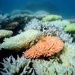 grande barriera corallina australiana morta3