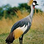 Crane (bird) wikipedia3