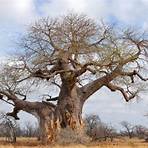 baobab arbre1