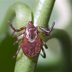What is the history of ticks?4