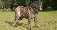 Mastiff – 160 to 230 Pounds