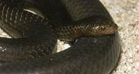 Timor Reef Snake (Aipysurus fuscus)