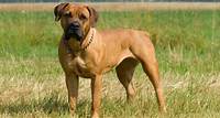 Boerboel – 150 to 220 Pounds