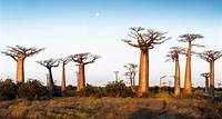 Morondava und die Baobab-Allee