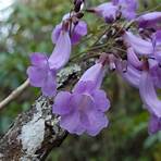 where does the juss jacaranda plant come from in new jersey2