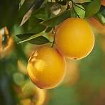 california oranges4