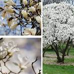 magnolia significado2