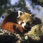 red panda facts wwf wrestlers2