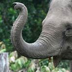 Asian Elephant wikipedia2