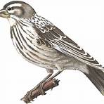Old World sparrow wikipedia2