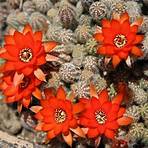 Flor de cactus4