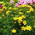 zagreb coreopsis care and cleaning procedure instructions free4