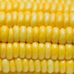 what are the best known gmo crops list and describe3