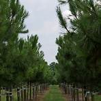 "Pinus pinaster"3