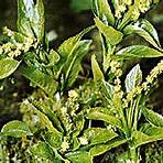 euphorbiaceae wikipedia origin myths examples1