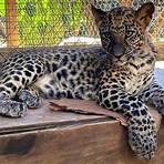 leopardo reproduccion2