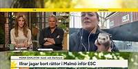 Så har det gått för illrarnas råttjakt i Malmö | Nyhetsmorgon | TV4 & TV4 Play