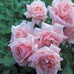 new dawn rose bush4