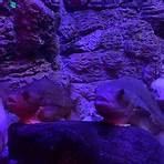 Where is the Living Planet Aquarium in Draper?3