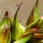 "Carex spicata"4