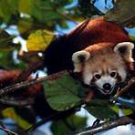 red panda facts wwf wrestlers3