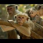 Monkey Kingdom película2