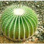 diferentes tipos de cactus y sus nombres4