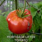 mortgage lifter tomato wikipedia3