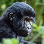 gorilla lebenserwartung1