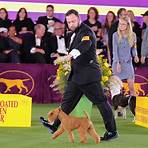 westminster kennel club breeds of dogs3