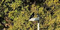 A Postcard from the Field: The Grackles of Austin, Texas | Dateline NBC